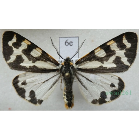 Parasemia plantaginis (Linnaeus, 1758) form white Niedźwiedziówka babkówka, misiówka czwórka Poland6e